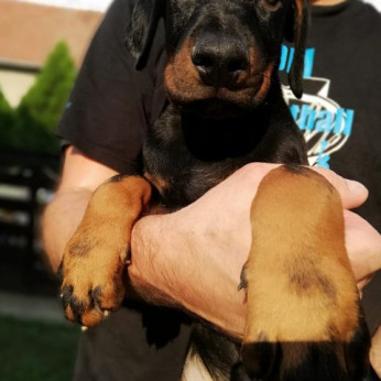 Doberman kiskutyák eladók