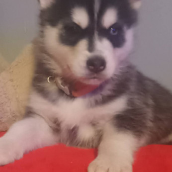 Szibériai husky kölykök