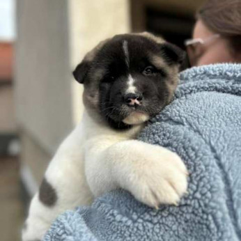 Amerikai akita, TOP kölykök
