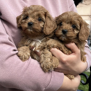 Cavapoo kiskutyák eladók