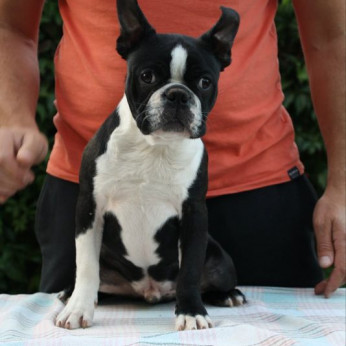 Boston terrier kölykök
