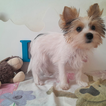 Yorkshire terrier kisfiúk yorki