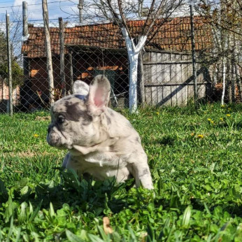 Merle francia bulldog kölykök