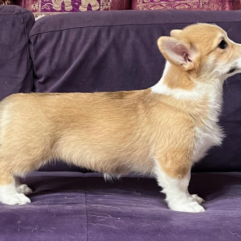 Walesi Corgi Pembroke kölykök