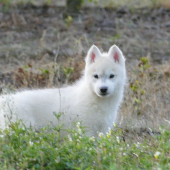 szibériai husky kölykök