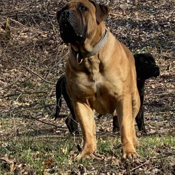 Dél-afrikai masztiff - Boerboel kölykök