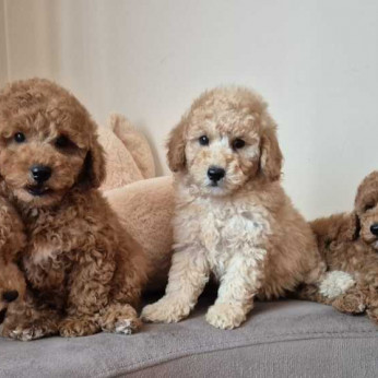 Uszkár és Maltipoo kölykök