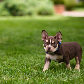 American Bully kiskutyák eladók