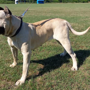 Presa Canario kiskutyák eladók