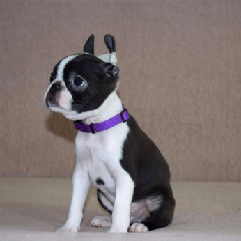 Boston terrier kölykök