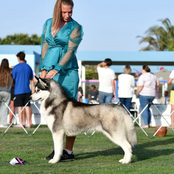Szibériai husky kölykök