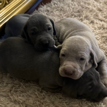 Weimari vizsla kölyök kutya (kék és szürke)