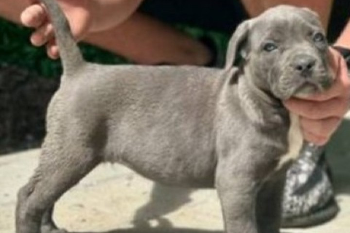 Cane Corso kölykök mindkét ivarban