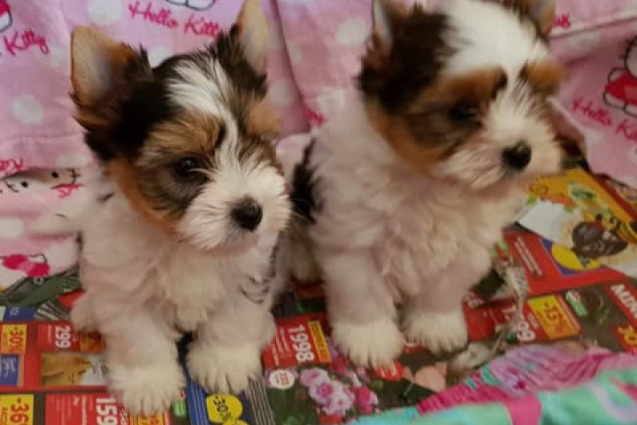 Biewer Yorki Yorkshire Terrier 2 hónapos kislány kisfiú eladó!
