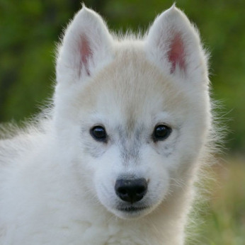 szibériai husky kölykök