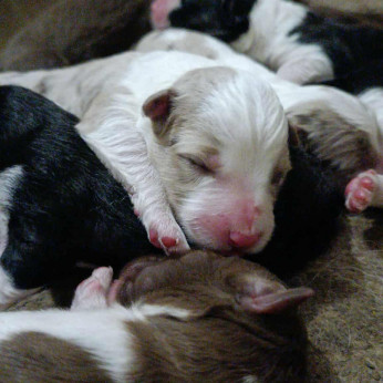 Border collie kiskutyák eladók