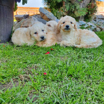 Goldendoodle kiskutyák eladók