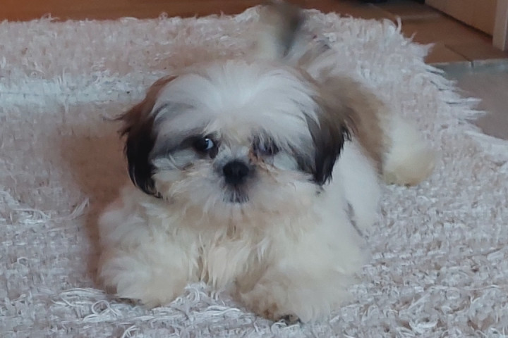 Shih-tzu babák Eladók!