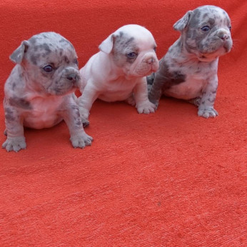 Francia bulldog minőségi kiskutyák foglalózhatóak