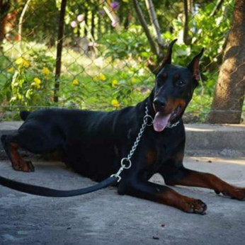 Doberman kiskutyák eladók