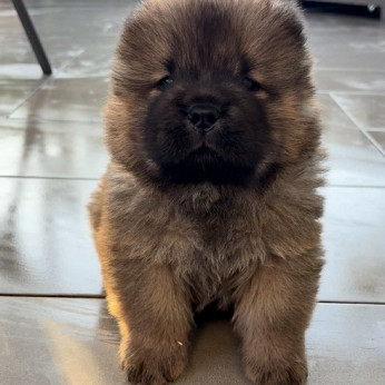 Fajtiszta CHOW-CHOW kölykök