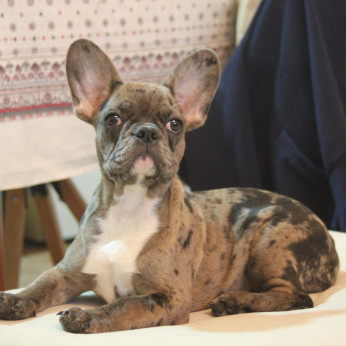 Merle francia bulldog kölyökkutya