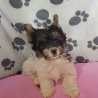 Biewer yorkshire yorki mini kislány gazdit keres!