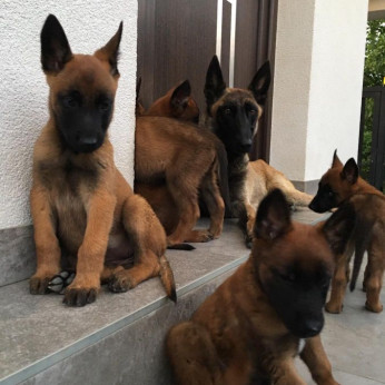 Belga malinois kölykök