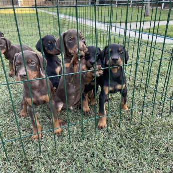 Doberman TOP kölykök