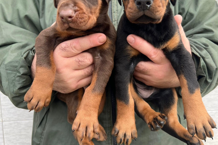Dobermann – kölykök eladók