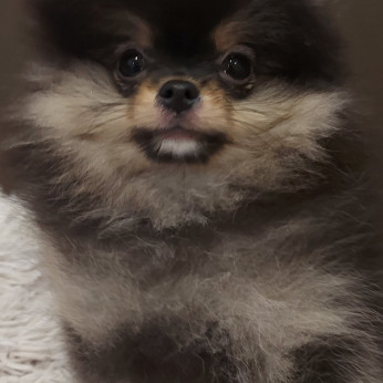 Pomerániaiak Boo kiskutyák eladók
