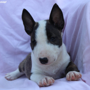 Mini Bull Terrier – Gyönyörű kölykök