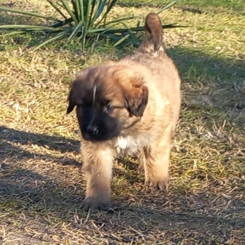 Mixed Leonberger x St.Bernard