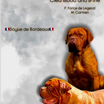 Dogue de Bordeaux kölyökkutyák