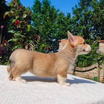 Walesi corgi pembroke kölykök