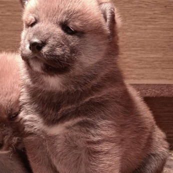 Shiba inu kölykök