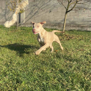 Amerikai pitbull terrier és egzotikus francia bulldog kiskutyák eladók