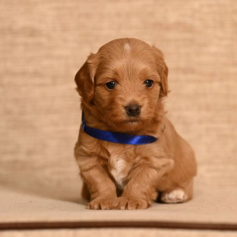 Havanese Bichon hím tenyészthető