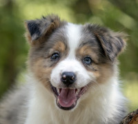 Border collie - Border collie, kölykök