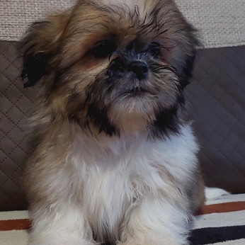 Shih-tzu babák Eladók!