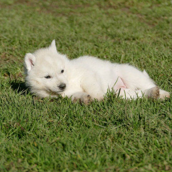 szibériai husky kölykök