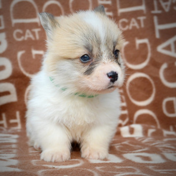 Welsh Corgi Pembroke kölykök