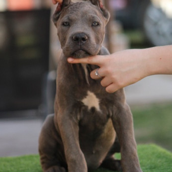 Cane corso kölykök