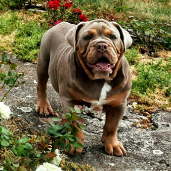 Angol bulldog