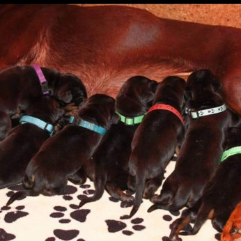 Doberman GYÖNYÖRŰ kutyusok