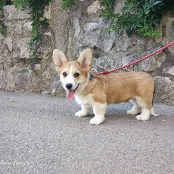 Pembroke walesi corgi kölykök