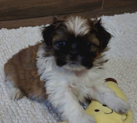 Shih-tzu babák Eladók!