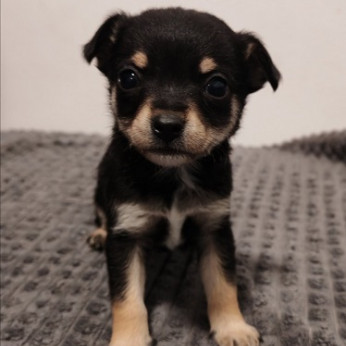 Chihuahua kölykök