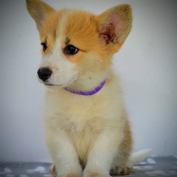 Walesi Corgi Pembroke kiskutyák eladók