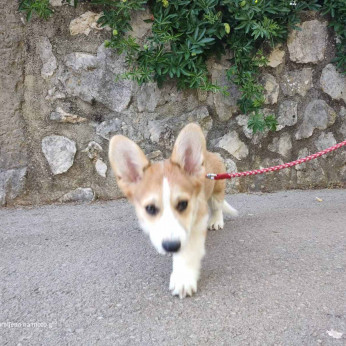 Pembroke walesi corgi kölykök